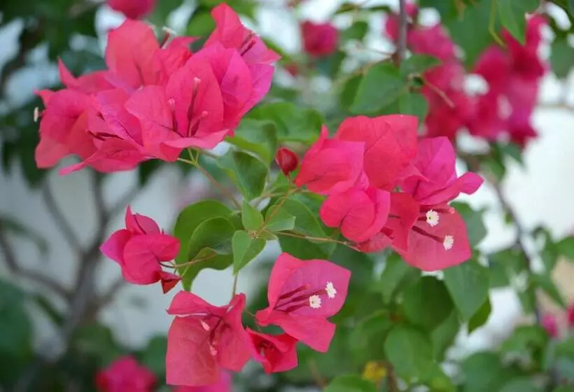 ベッドアンドブレックファースト Casa Mimi