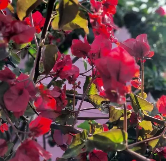 تختخواب و صبحانه Sa Mariposa