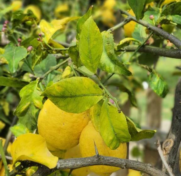 צימר Sa Mariposa