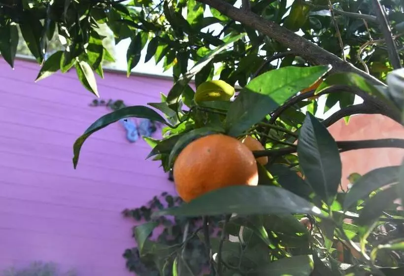 تختخواب و صبحانه Sa Mariposa
