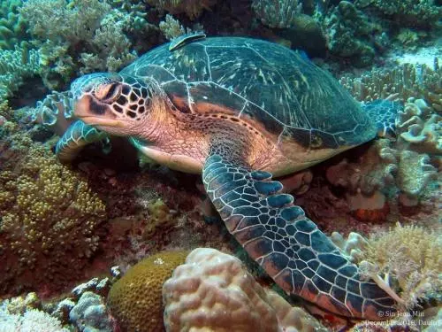 Aivymaes Divers Resort