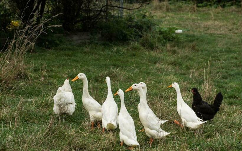 Mount Thomas Road B&b