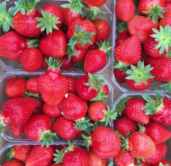 צימר Pastorie De Waal