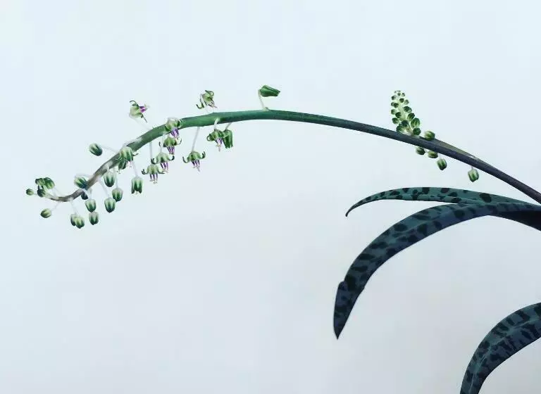 Aamiaismajoitus (B&B) Casa Do Til