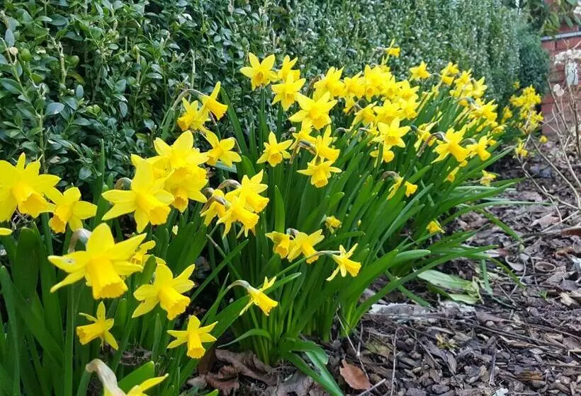 Aamiaismajoitus (B&B) Widdingenhof