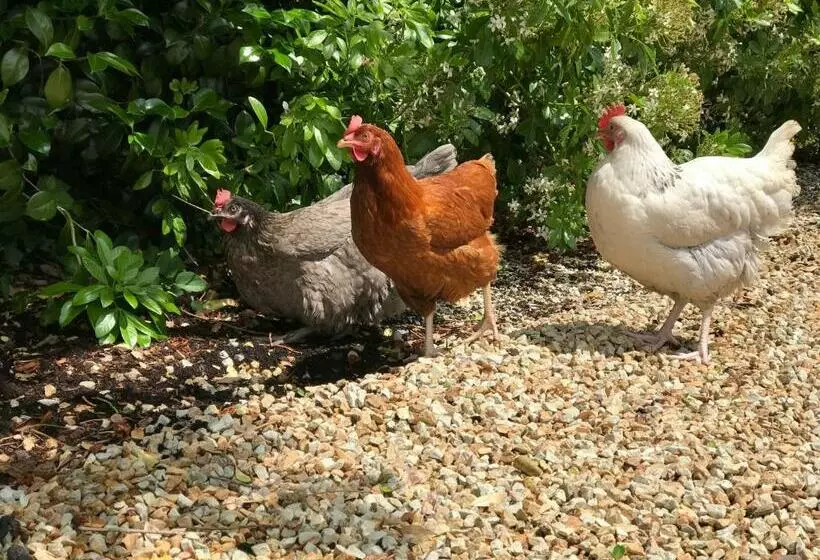 Majatalo Manoir Des Petites Bretonnes