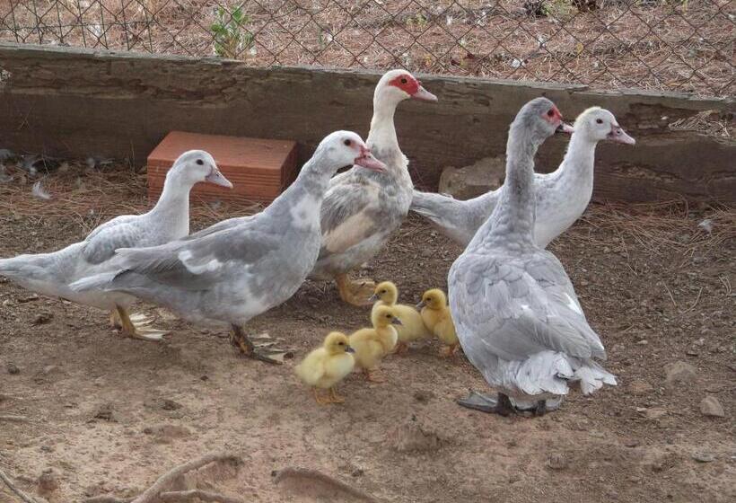 膳宿费 Quinta Do Pinheiro