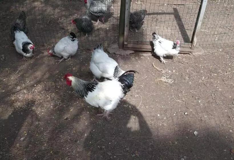 ペンション Quinta Do Pinheiro