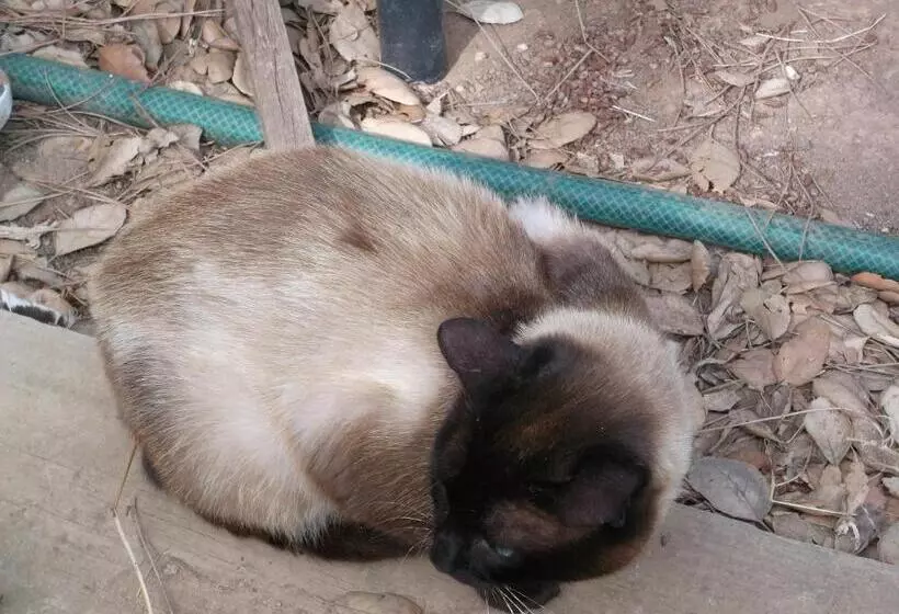 ペンション Quinta Do Pinheiro