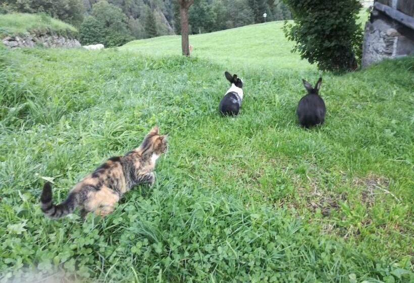 Отель Mooslechnerhof