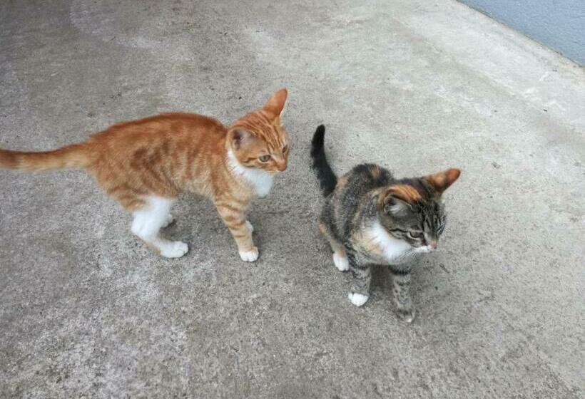 Отель Mooslechnerhof