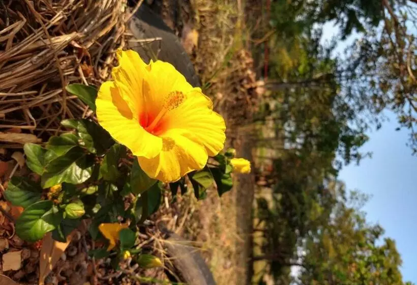 ペンション Chalé Quintal Amazon
