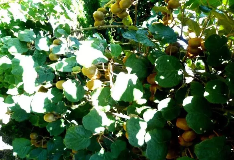 ホテル Agriturismo Podere Dei Kiwi