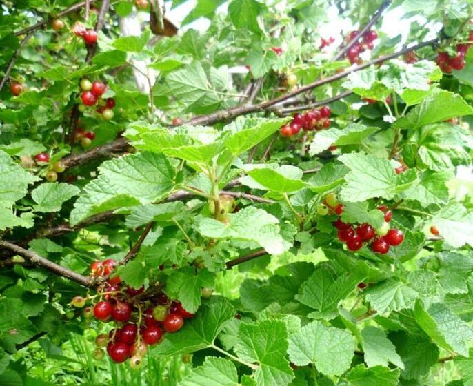 호텔 Agriturismo Podere Dei Kiwi