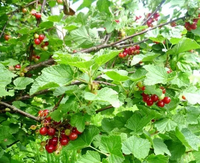 ホテル Agriturismo Podere Dei Kiwi