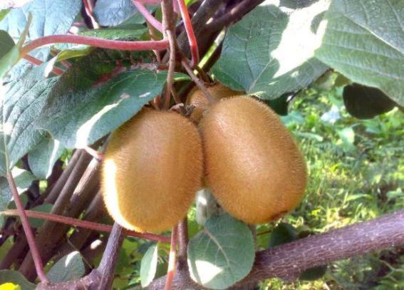 호텔 Agriturismo Podere Dei Kiwi