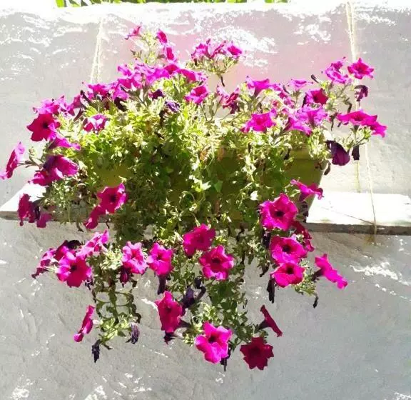 ベッドアンドブレックファースト I Limoni