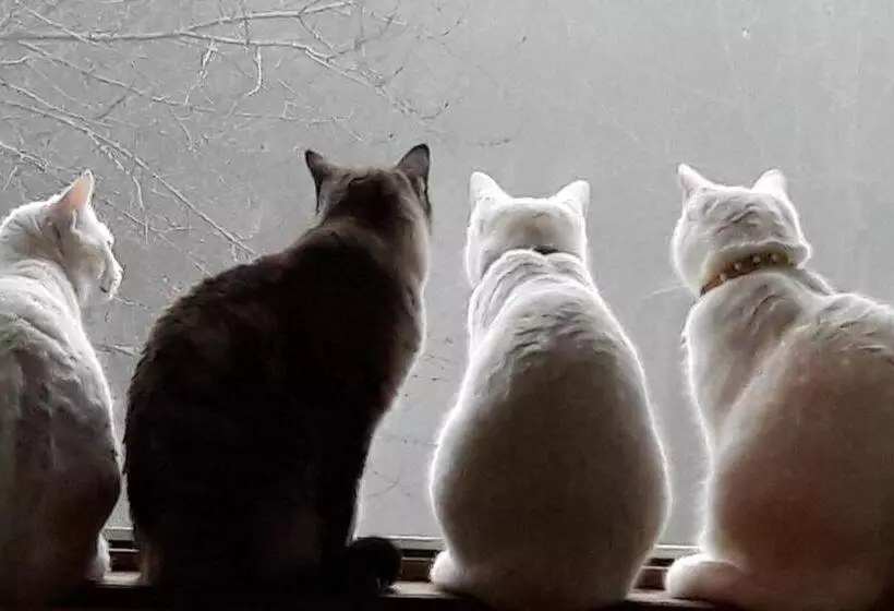 Aamiaismajoitus (B&B) Manoir De La Peignie