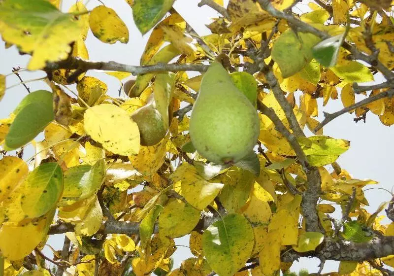 Casa Rural Aborigen Bimbache