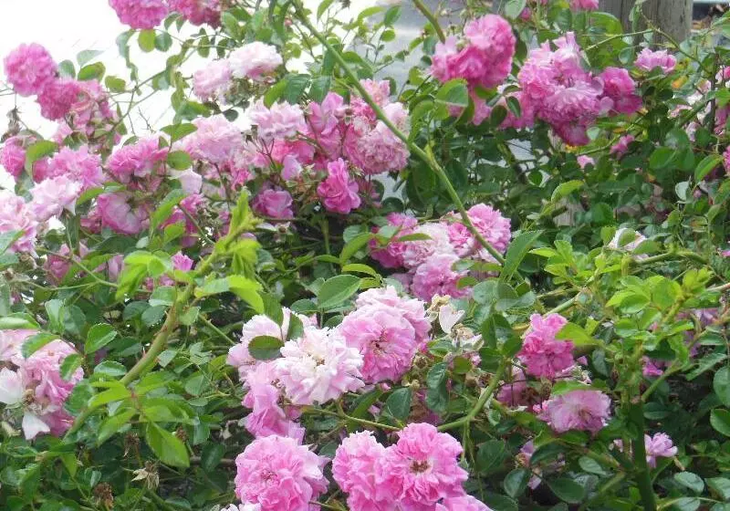 Casa Rural Aborigen Bimbache