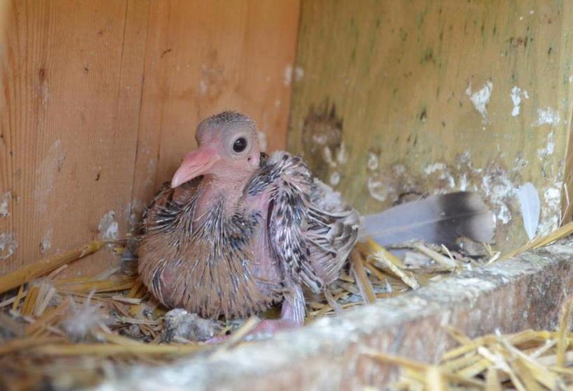 住宿加早餐  Maison D Autrefois