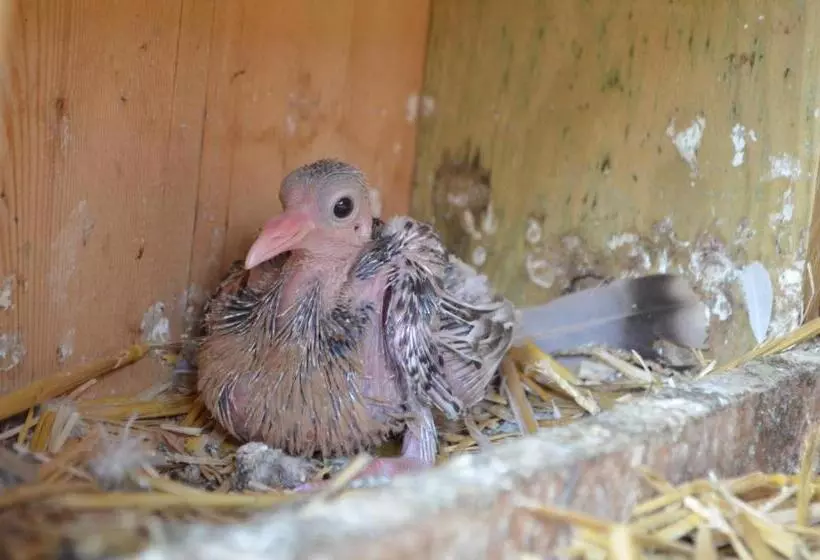 ベッドアンドブレックファースト Maison D Autrefois