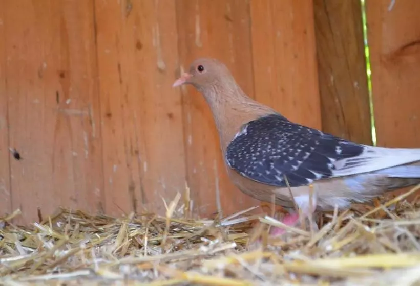 ベッドアンドブレックファースト Maison D Autrefois