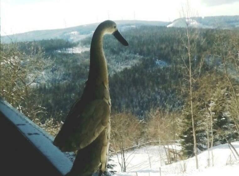 צימר Gästehaus Fridolin