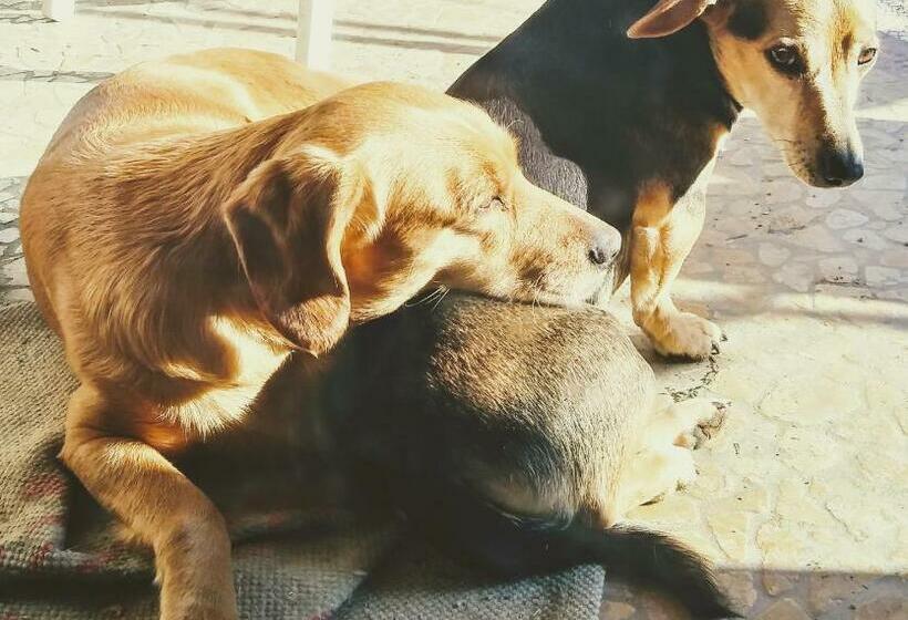 Bed and Breakfast Agriturismo Honey Farm