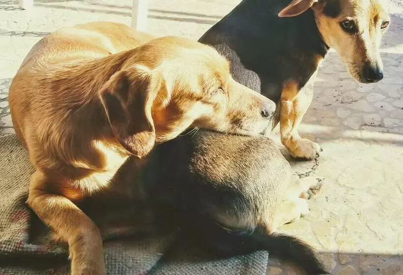 ベッドアンドブレックファースト Agriturismo Honey Farm