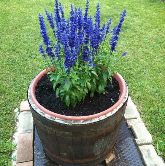 مبيت وإفطار East Wind