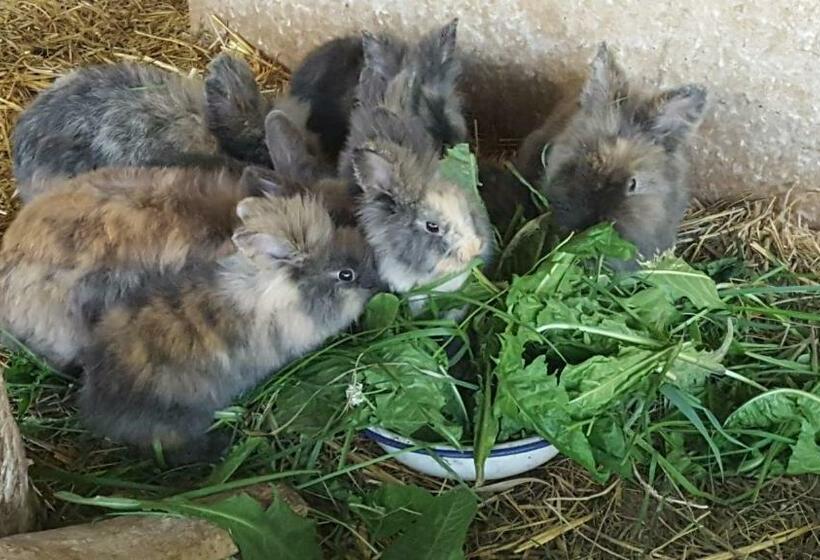 酒店 Appartements Schusterhof