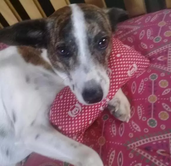 ペンション Vyzuh