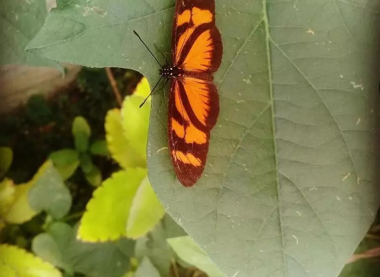 ペンション Vyzuh