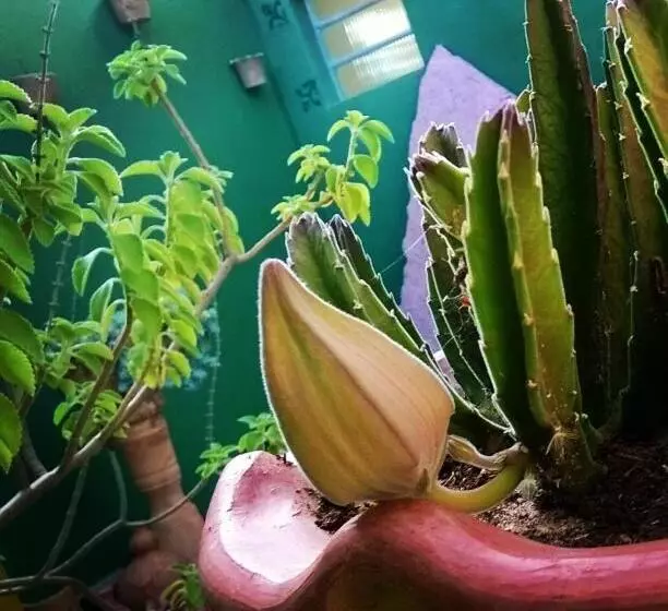 ペンション Vyzuh