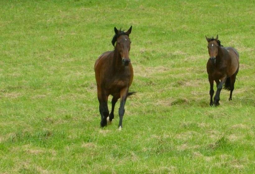 Bed and Breakfast Ancien Haras De La Tour