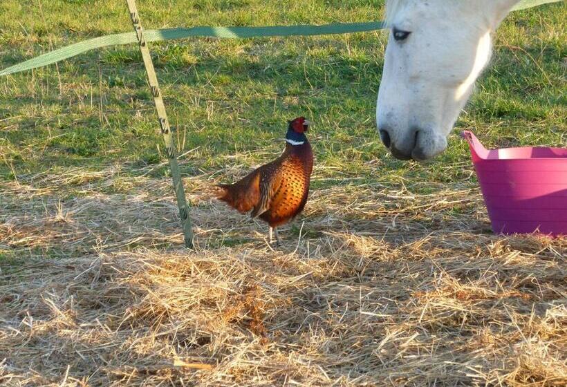 Bed and Breakfast Ancien Haras De La Tour