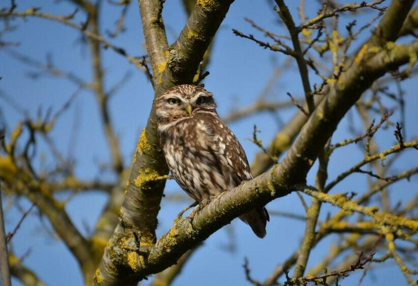 住宿加早餐 Het Steenuiltje