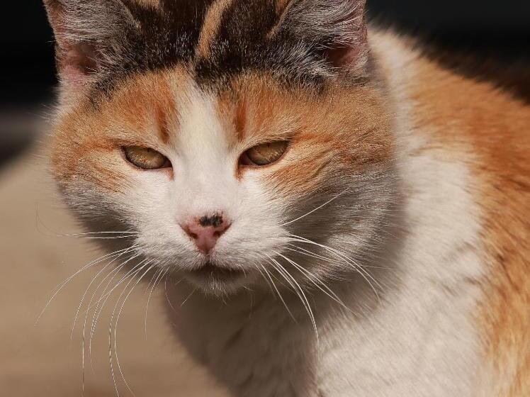 هتل Bauernhof Kure