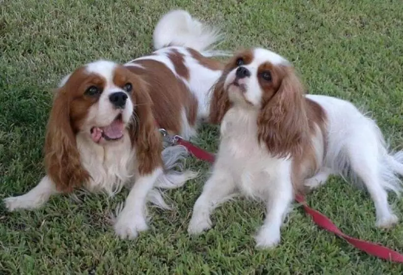 Aamiaismajoitus (B&B) Casale Calabria