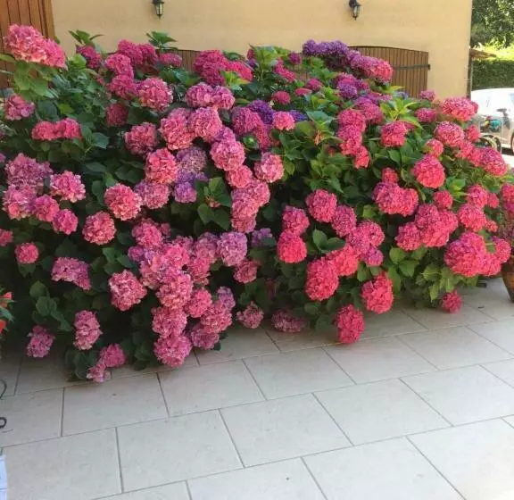 Aamiaismajoitus (B&B) La Mimona