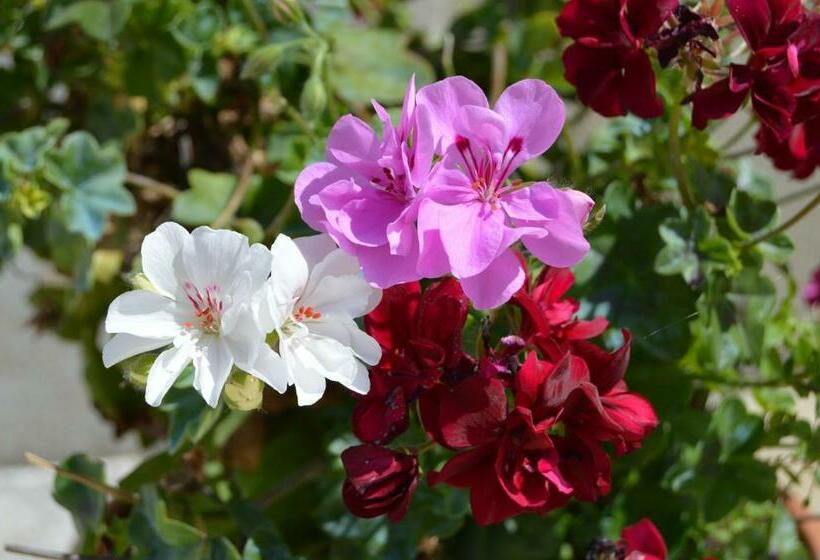 ベッドアンドブレックファースト La Vieille Distillerie