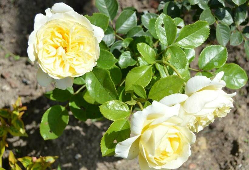 ベッドアンドブレックファースト La Vieille Distillerie