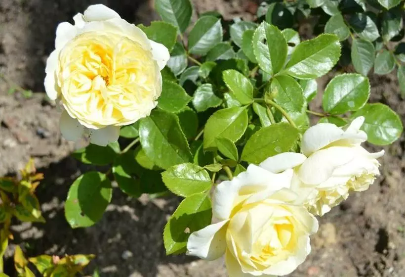 Aamiaismajoitus (B&B) La Vieille Distillerie