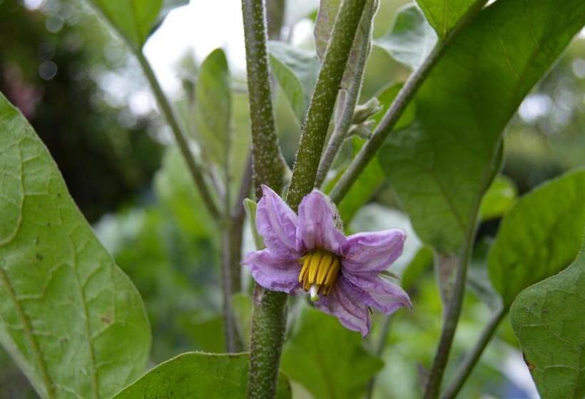 ベッドアンドブレックファースト La Vieille Distillerie