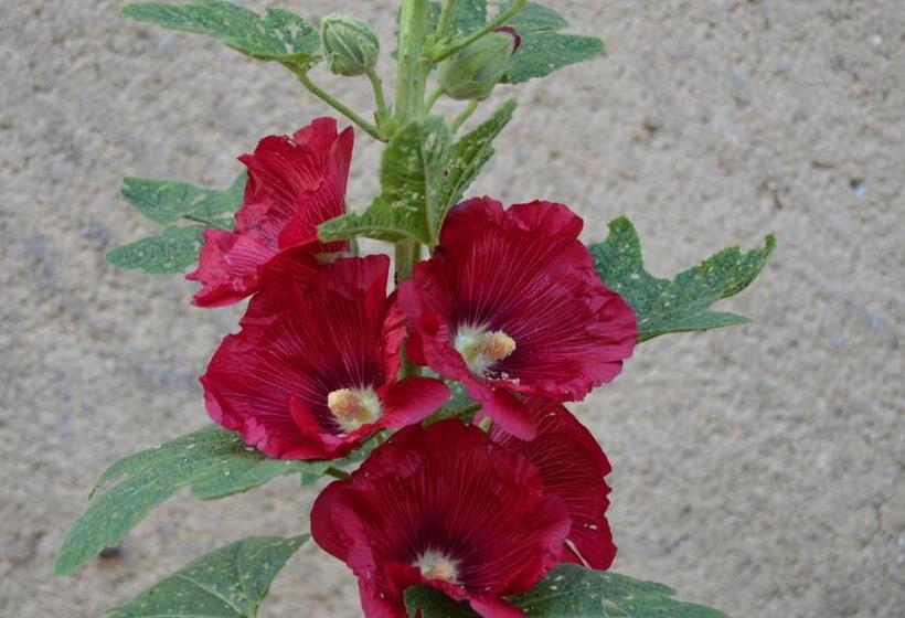 ベッドアンドブレックファースト La Vieille Distillerie