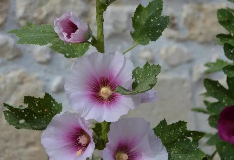 Aamiaismajoitus (B&B) La Vieille Distillerie