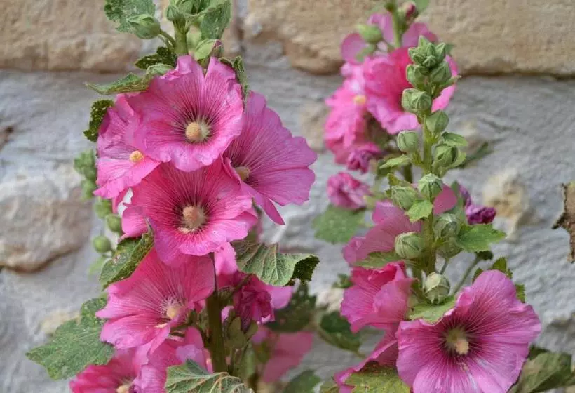 Aamiaismajoitus (B&B) La Vieille Distillerie