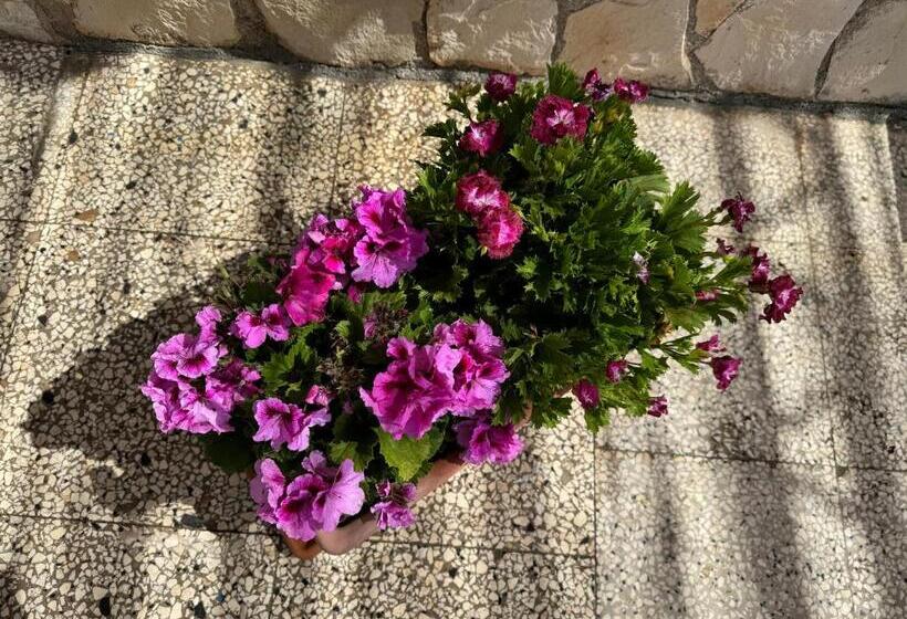 צימר Mare Chiaro