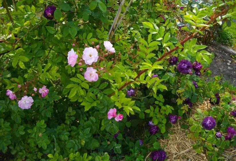 Aamiaismajoitus (B&B) Au Bois Dormant